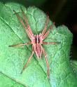Pisaura_mirabilis_RF0731_Z_85_Les Gris_Frankrijk